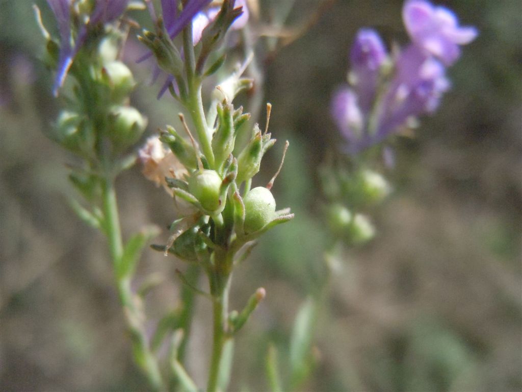 Linaria purpurea / Linajola purpurea